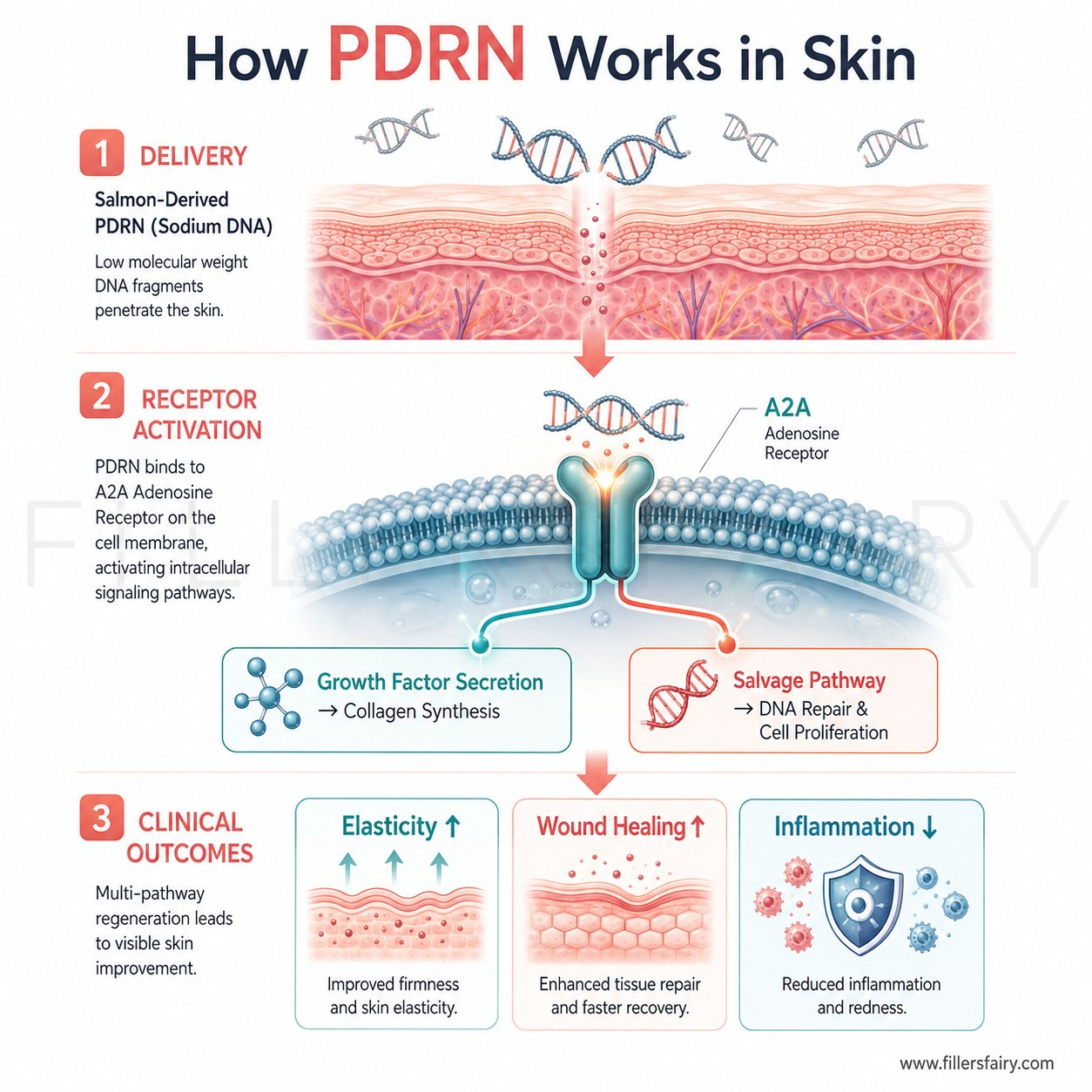 PDRN Salmon DNA Mechanism