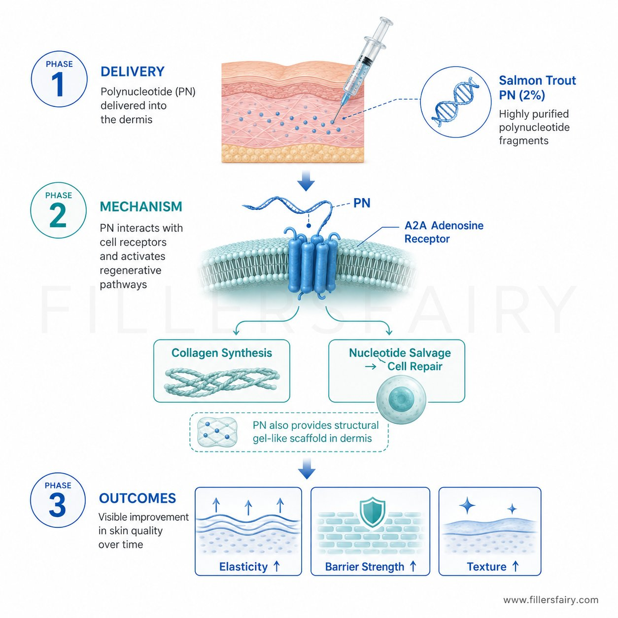 How Vitaran PN works - DNA repair mechanism diagram