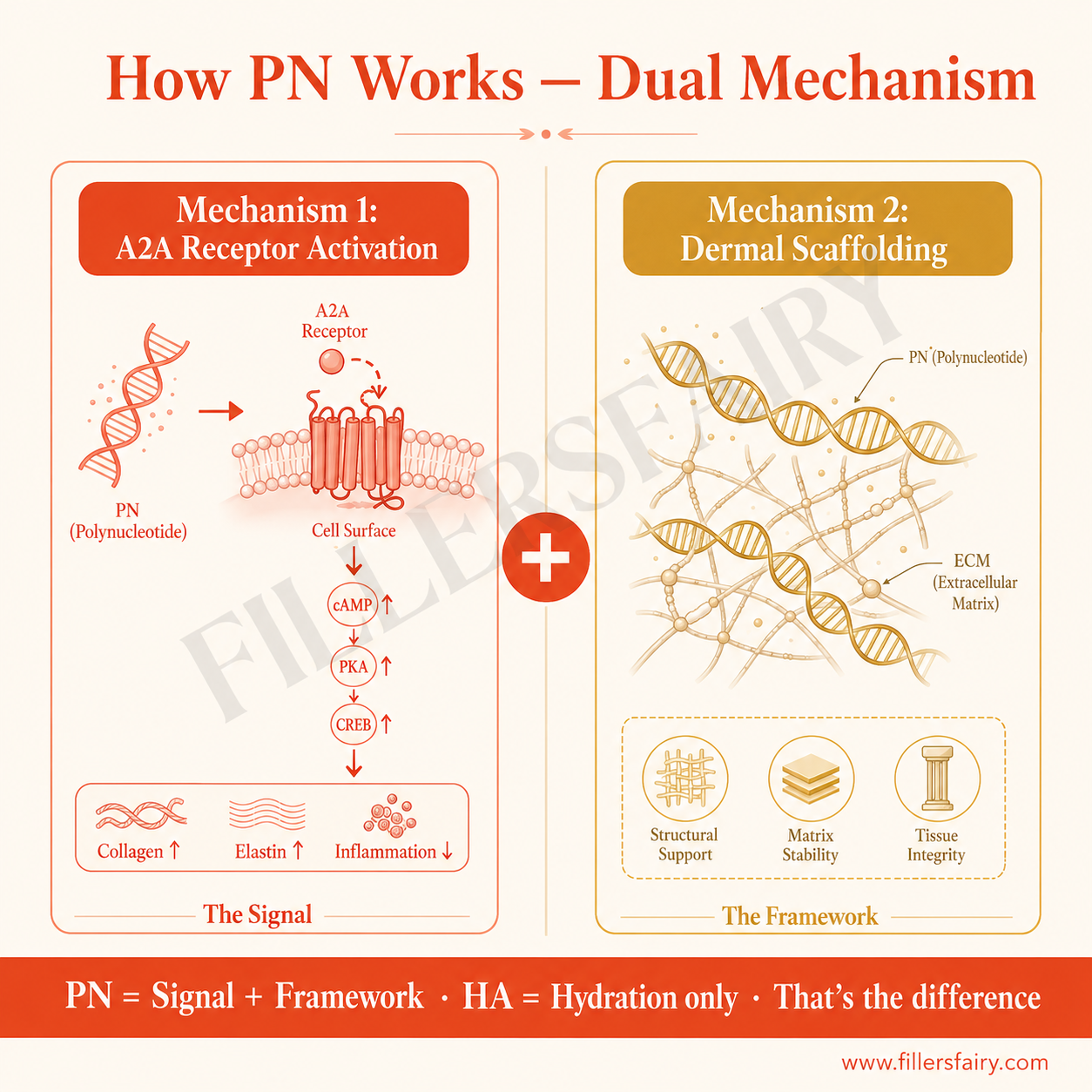 How PN works dual mechanism — A2A receptor activation signal plus dermal scaffolding framework