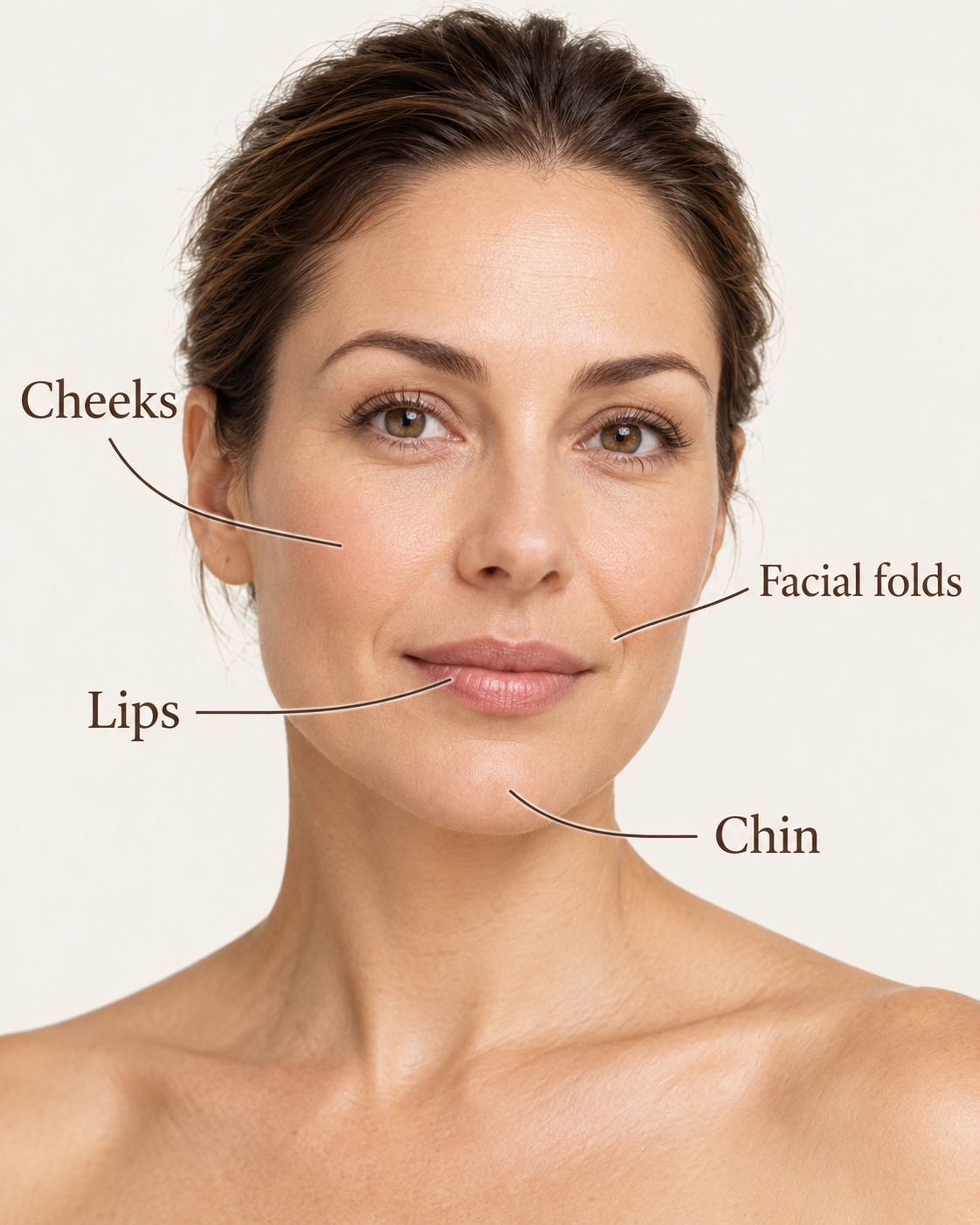 Illustration of the cheeks, facial folds, lips and chin